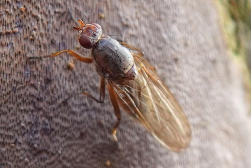 Réf. 297 795 : Dryomyza flaveola